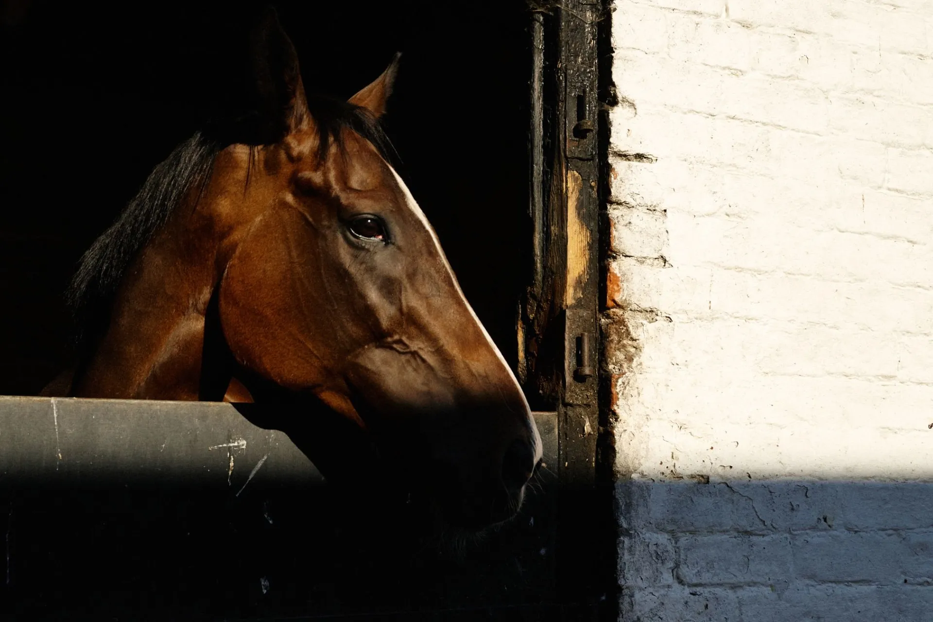 A thoroughbred looking out from its stable at Spring Cottage Stables