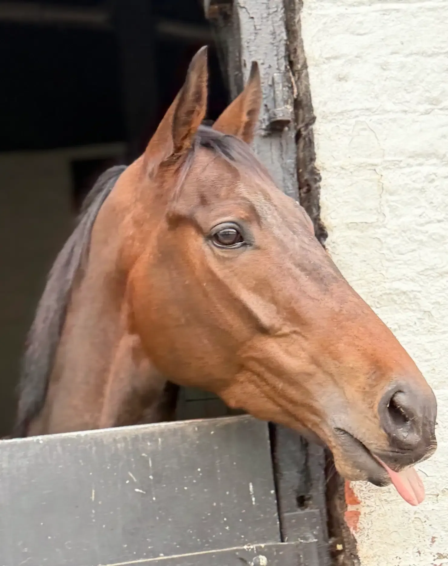 Steel Fixer, a chestnut racehorse in the Brian Ellison Racing Club