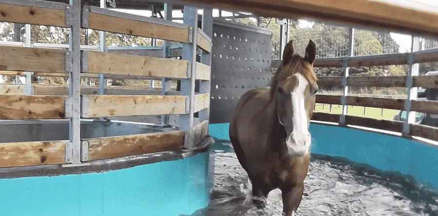 A chestnut thoroughbred splashing through the water walker at Spring Cottage Stables