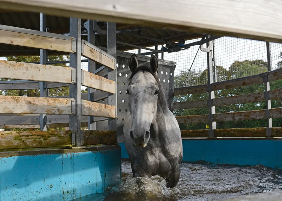 A grey thoroughbred exercising in the water walker at Spring Cottage Stables