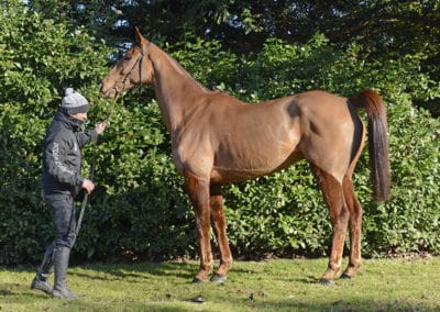 Brian Ellison Racing (Race Horse Trainer)