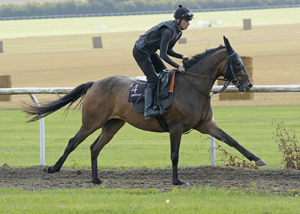 THE KING OF MAY (FR) | Brian Ellison Racing