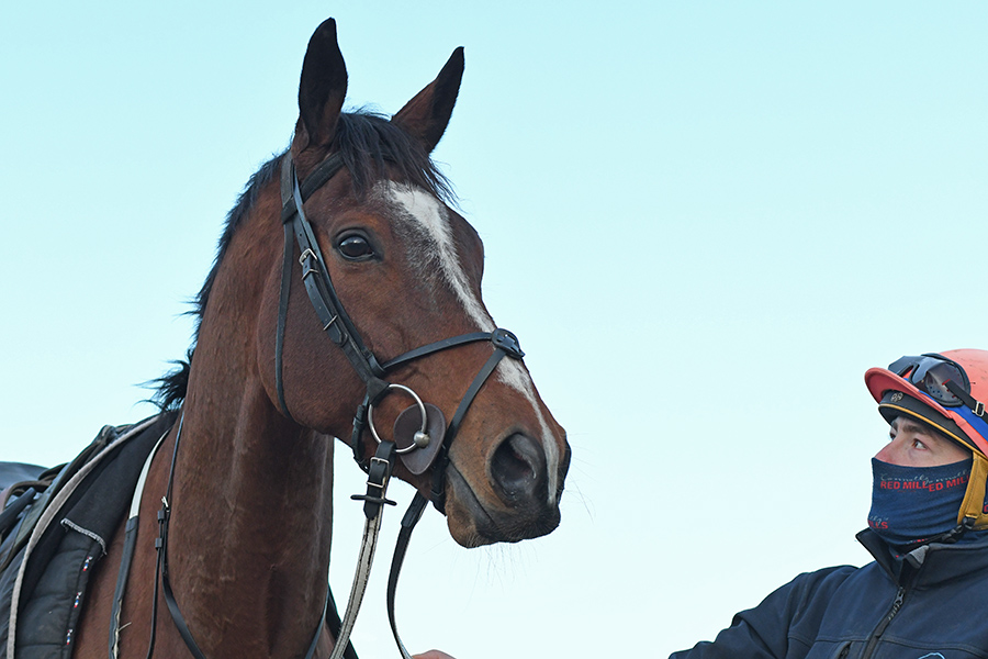 Brian Ellison Racing | One of the leading dual-purpose trainers in the ...