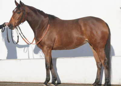 3yr old filly by Circus Maximus ex Amaira. Given time to mature but now ready to come into training.