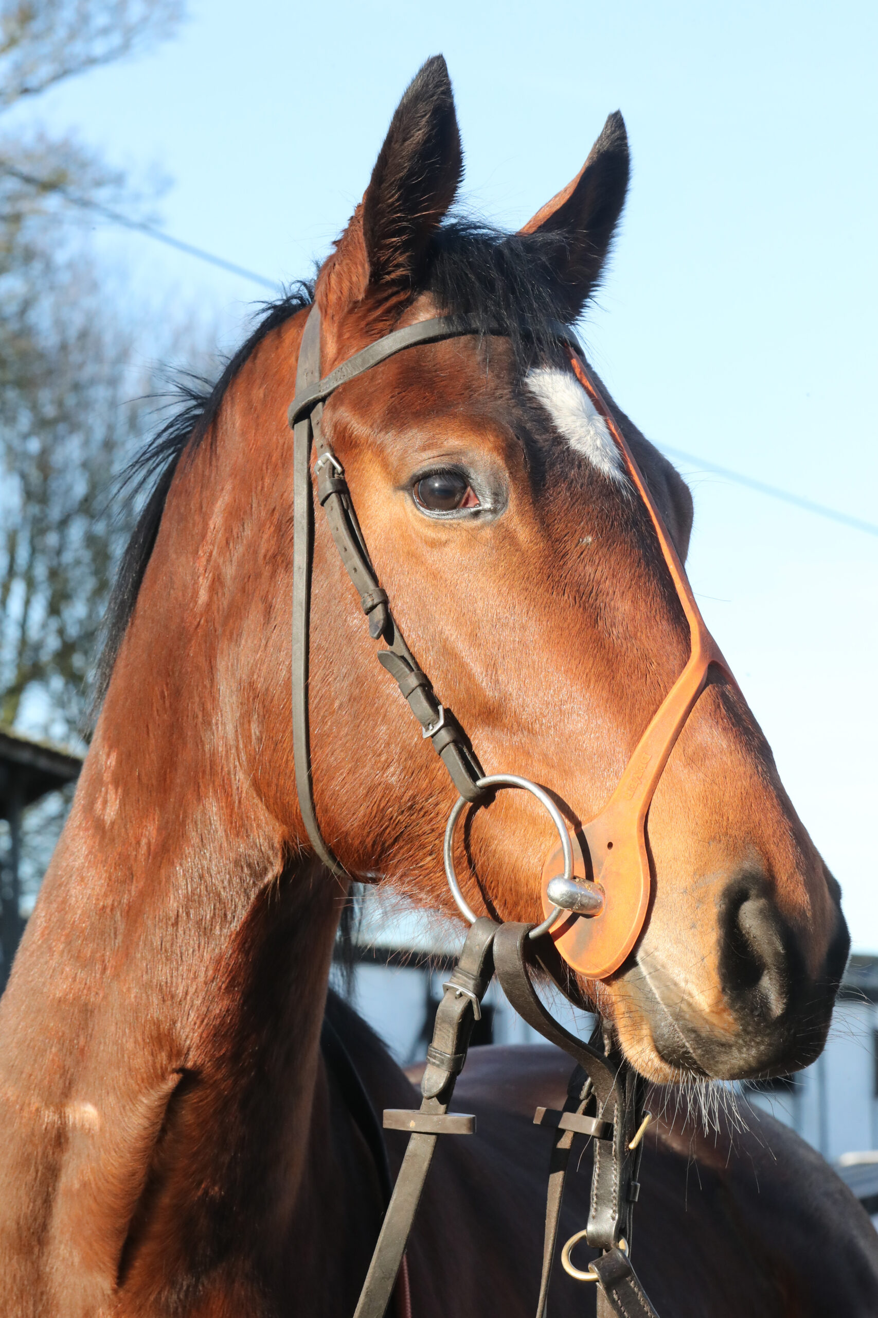 Filly by Coulsty ex Paradisa