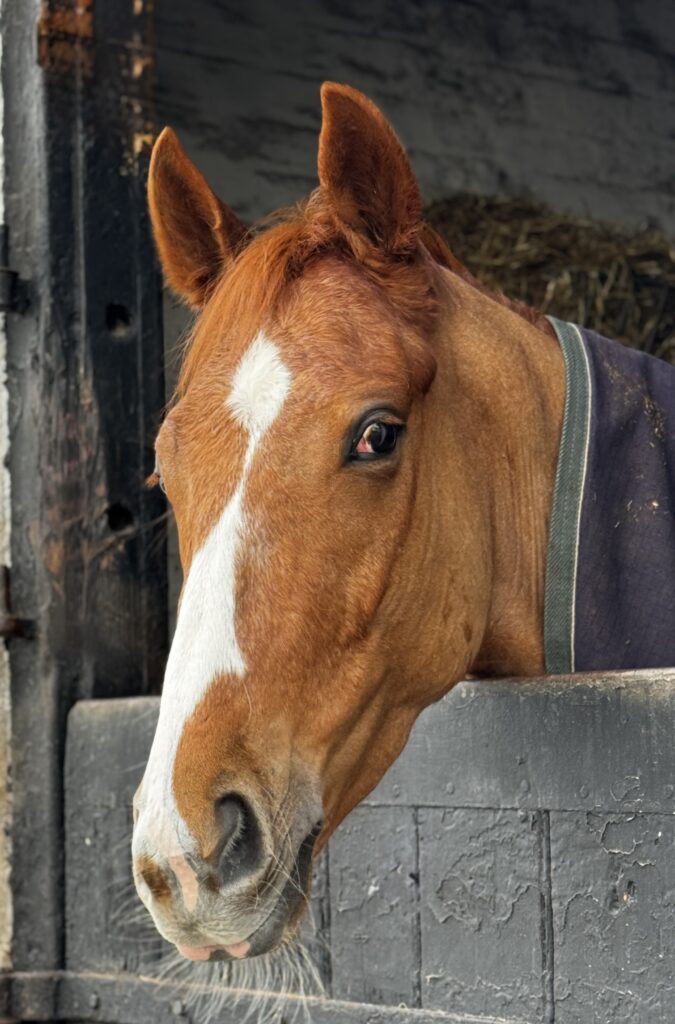 Solar Biricz wins at Doncaster