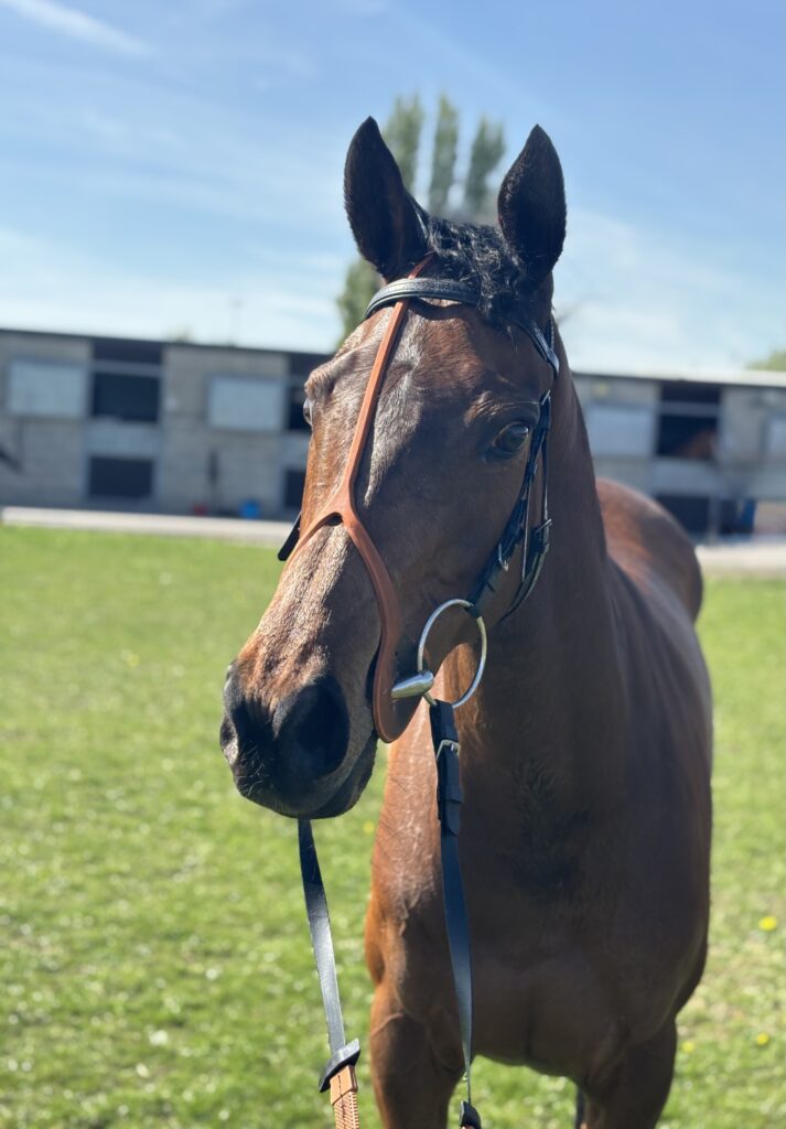 Callianassa gets off the mark.