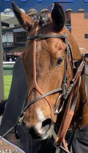 Northern Spirit wins at Beverleys opening meeting.
